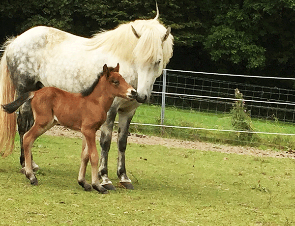 Zuwachs in der Isländer-Familie