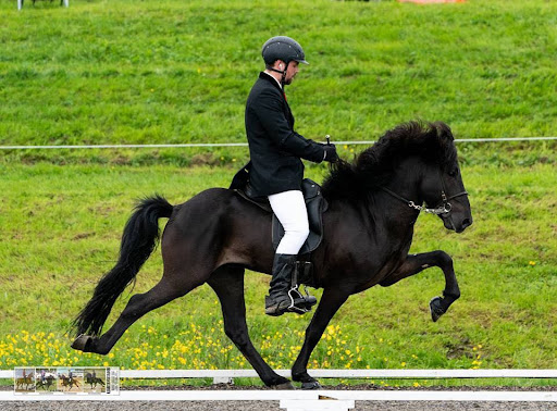 Reitkurs mit Jóhann Ragnarsson