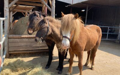 Neuankömmlinge🐴